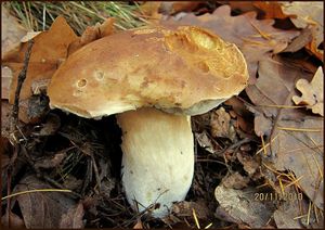 Klikni pro velký obrázek