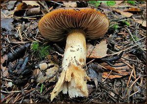 Klikni pro velký obrázek