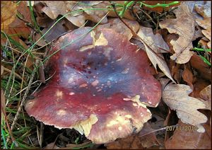 Klikni pro velký obrázek