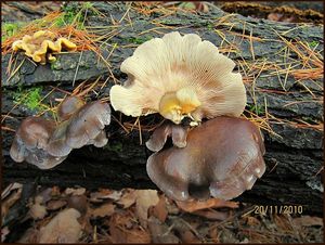 Klikni pro velký obrázek