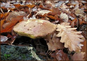 Klikni pro velký obrázek