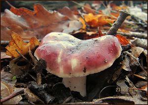 Klikni pro velký obrázek