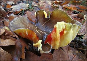 Klikni pro velký obrázek