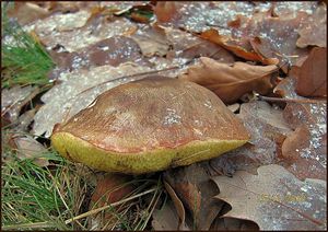 Klikni pro velký obrázek