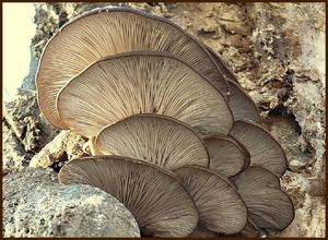 Hlíva ústřičná - Pleurotus ostreatus (Jacq.) P. Kumm. 1871
