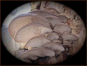 Hlíva ústřičná - Pleurotus ostreatus (Jacq.) P. Kumm. 1871