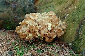 Choroš oříš - Polyporus umbellatus (Pers.) Fr.