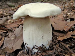 Hřib smrkový bílý - Boletus edulis f. albus