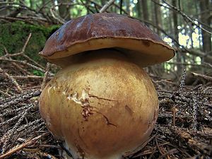 Hřib hnědý - Imleria badia (Fr.) Vizzini