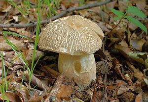 Hřib dubový - Boletus reticulatus Schaeff. 1774