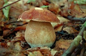Hřib dubový - Boletus reticulatus Schaeff. 1774