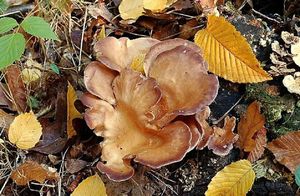 Hlíva fialová - Lentinus torulosus