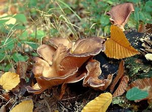 Hlíva fialová - Lentinus torulosus