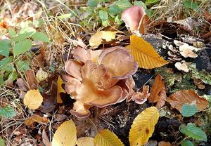 Hlíva fialová - Lentinus torulosus