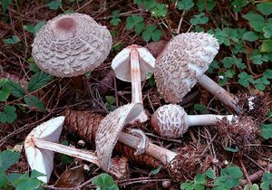 Bedla červenající - Chlorophyllum rachodes (Vittad.) Vellinga 2002