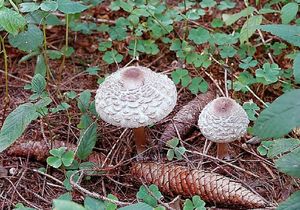 Bedla červenající - Chlorophyllum rachodes (Vittad.) Vellinga 2002
