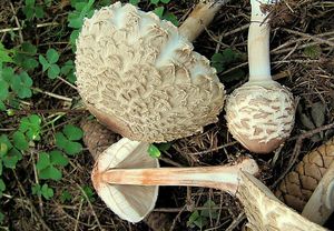 Bedla červenající - Chlorophyllum rachodes (Vittad.) Vellinga 2002
