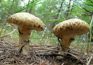 Klouzek slizký - Suillus viscidus (L.) Roussel 1796