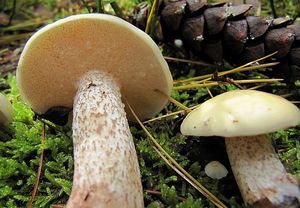 Klouzek bílý - Suillus placidus (Bonord.) Singer 1945