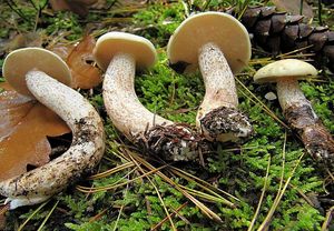 Klouzek bílý - Suillus placidus (Bonord.) Singer 1945