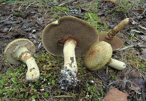 Klouzek slizký - Suillus viscidus (L.) Roussel 1796