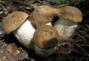 Kozák habrový - Leccinum pseudoscabrum ( Kallenb.) Šutara