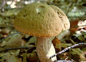 Kozák habrový - Leccinum pseudoscabrum ( Kallenb.) Šutara