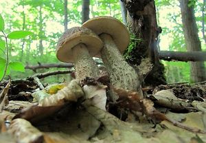 Kozák habrový - Leccinum pseudoscabrum ( Kallenb.) Šutara