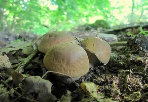 Kozák habrový - Leccinum pseudoscabrum ( Kallenb.) Šutara