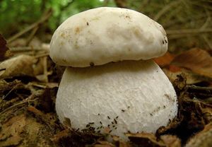 Hřib smrkový bílý - Boletus edulis f. albus