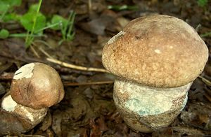 Kozák topolový - Leccinum duriusculum  Schulzer