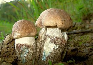 Kozák topolový - Leccinum duriusculum (Schulzer ex Kalchbr.) Singer 1947