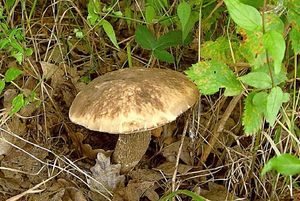Kozák topolový - Leccinum duriusculum  Schulzer