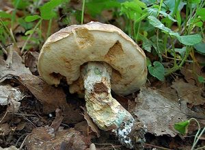 Kozák topolový - Leccinum duriusculum  Schulzer