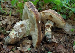 Kozák topolový - Leccinum duriusculum  Schulzer