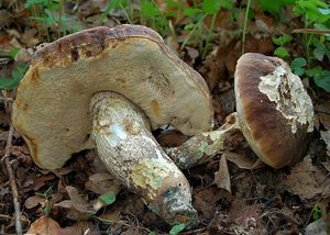 Kozák topolový - Leccinum duriusculum  Schulzer