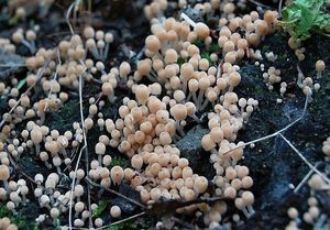 Hnojník nasetý - Coprinus disseminatus