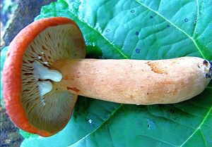 Ryzec syrovinka - Lactarius volemus (Fr.) Fr. 1838