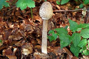 Bedla vysoká - Macrolepiota procera (Scop.) Singer 1948