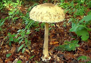 Bedla vysoká - Macrolepiota procera (Scop.) Singer 1948