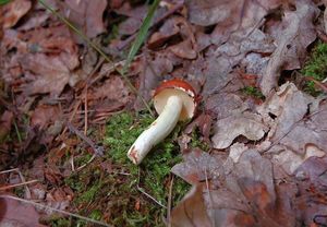 Klouzek zrnitý - Suillus granulatus (L.:Fr.) Roussel