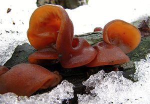 Boltcovitka ucho Jidášovo - Auricularia auricula-judae (Bull.) Quél. 1886