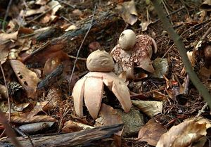 Hvězdovka červenavá - Geastrum rufescens