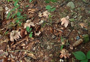 Hvězdovka červenavá - Geastrum rufescens