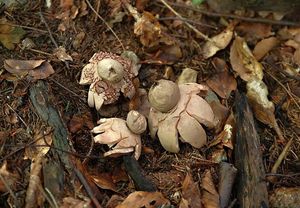 Hvězdovka červenavá - Geastrum rufescens