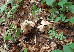 Hvězdovka červenavá - Geastrum rufescens