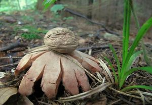 Hvězdovka červenavá - Geastrum rufescens