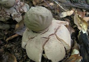 Hvězdovka červenavá - Geastrum rufescens