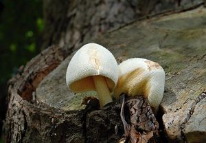 Kukmák bělovlnný - Volvariella bombycina