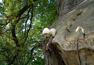 Kukmák bělovlnný - Volvariella bombycina